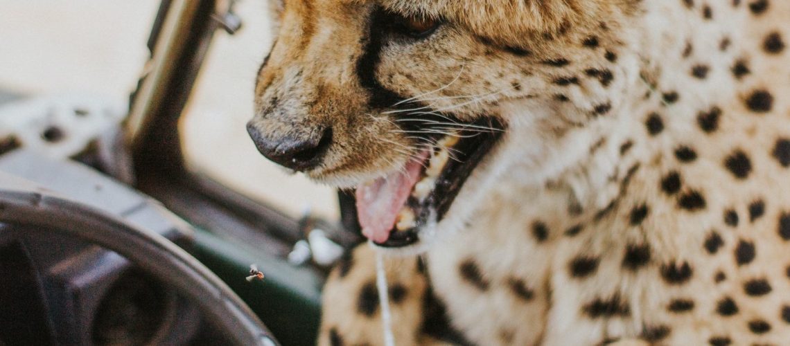 alfred-quartey-5srTMyKnM00-unsplash